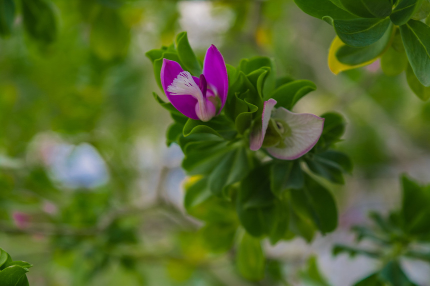 Цветы Кипра: Истод с нежными соцветиями, похожими на бабочек! : фото 6
