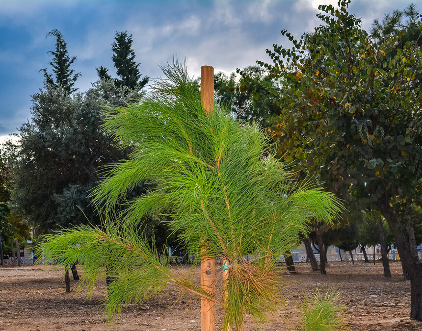 Хвойные растения Кипра: фото 14