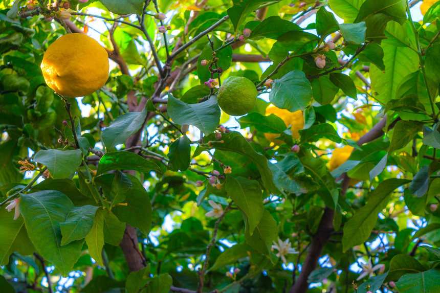 Лимон - фаворит кухни Кипра!: фото 14