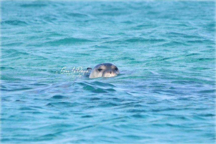 Тюлень-монах в Протарасе! (Фото): фото 7