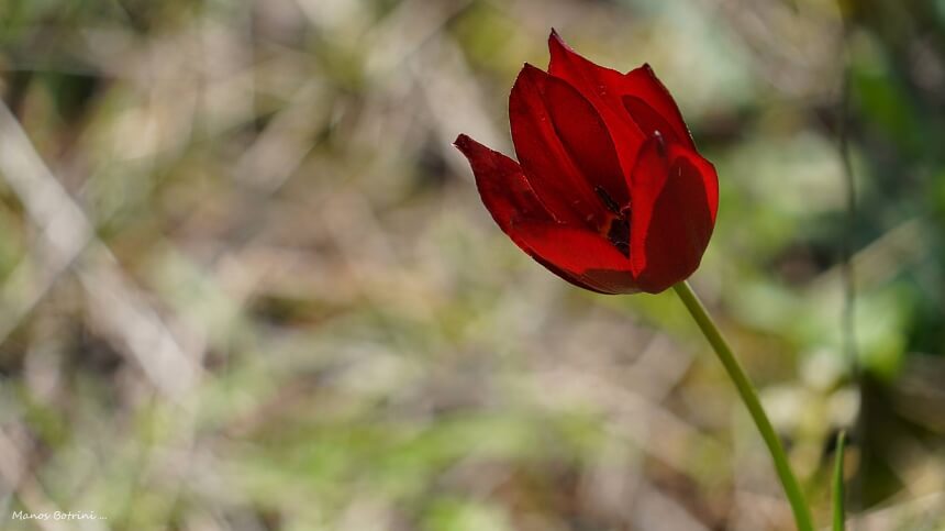 В Акамасе расцвели редкие тюльпаны Tulipa akamasica (Фото): фото 9
