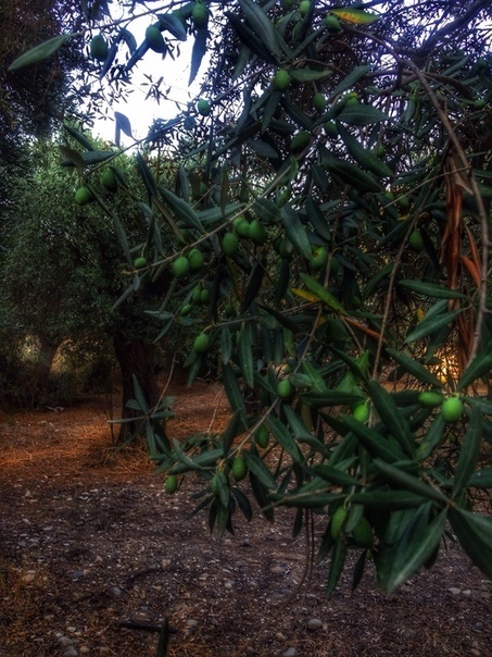 Легенды Кипра. Оливковое дерево.: фото 22
