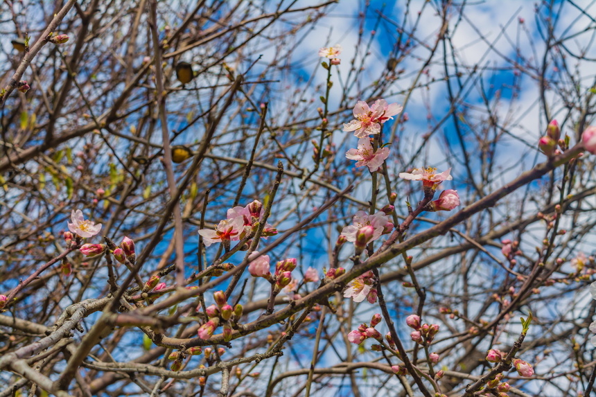 Цветение миндаля на Кипре — признак наступающей весны! : фото 8