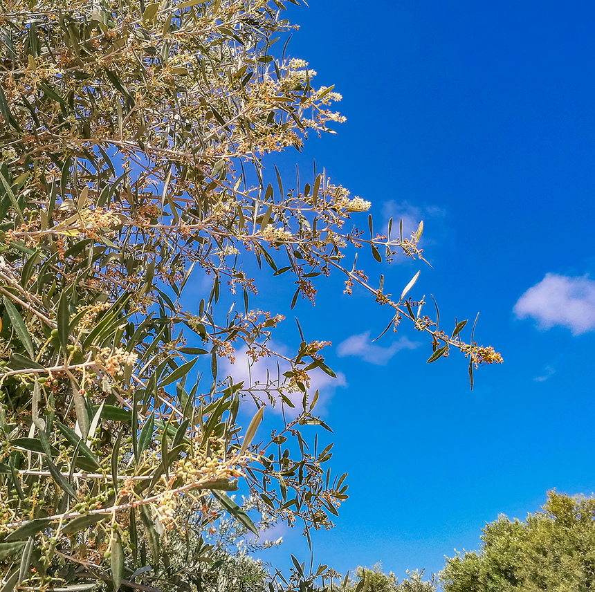 В мае на Кипре в цвету оливковые деревья! : фото 32