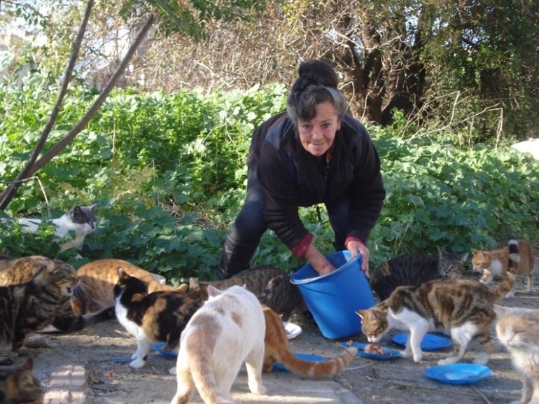 Не проходите мимо! Помогите кипрским кошкам: фото 3