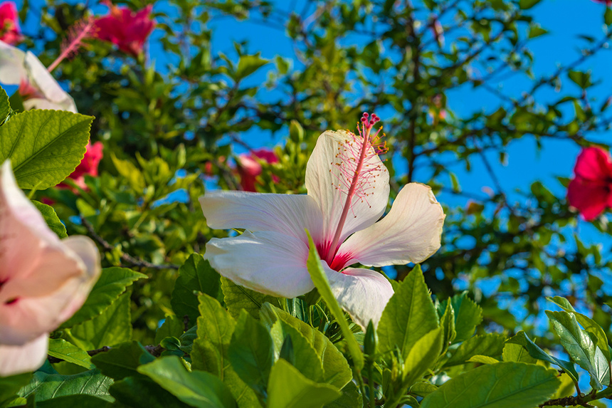 Красочные цветущие кипрские гибискусы : фото 16