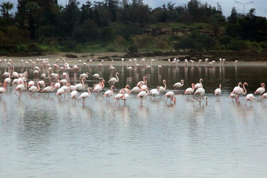 На Кипр прилетели тысячи фламинго: фото 6