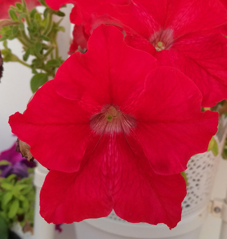 Петуния на Кипре: цветок, который может обидеть: фото 3