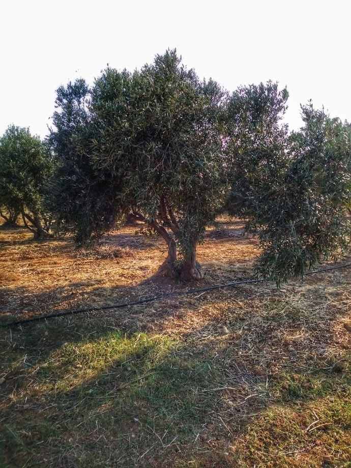 Легенды Кипра. Оливковое дерево.: фото 16
