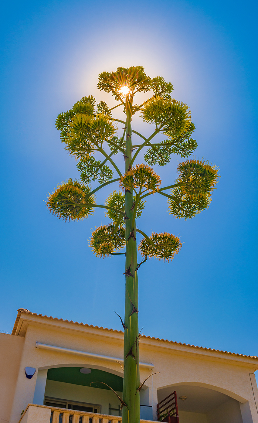 Агава — чрезвычайно полезное и уникальное кипрское растение: фото 11