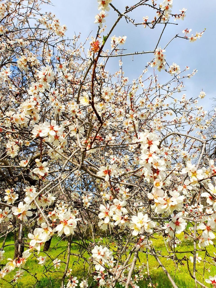 На Кипре в разгаре волшебное и фантастически красивое время цветения миндаля: фото 15