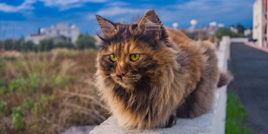 Пушистое чудо: кипрские кошки, которые не оставят равнодушным абсолютно никого!: фото 2