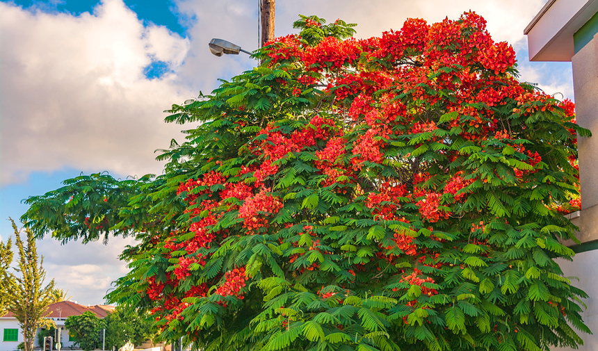Делоникс королевский — прекасное цветущее дерево на Кипре: фото 10