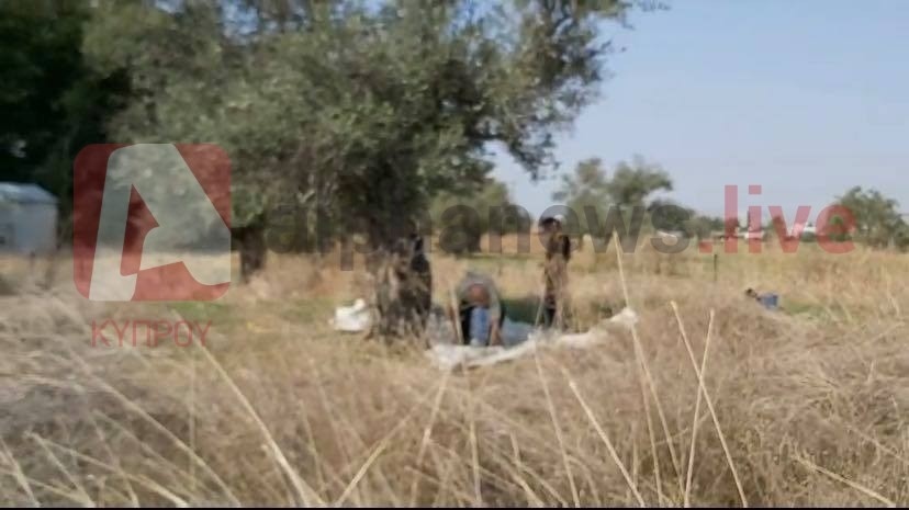 Турки пришли к никосийскому фермеру и срезали его оливки: фото 3
