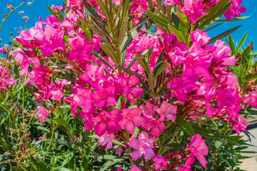 Олеандр — кипрский цветок-загадка: фото 16