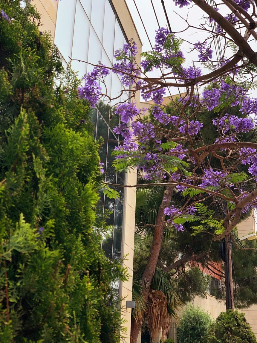 Безудержные колокольчики: весной на Кипре цветет жакаранда: фото 5