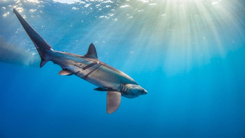 Знакомьтесь: акулы, которых можно встретить у берегов Кипра: фото 11