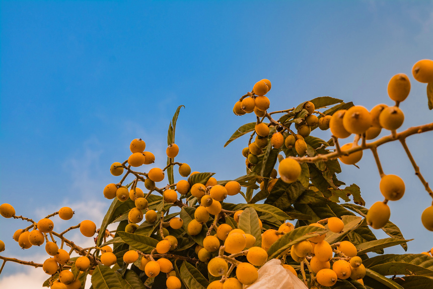 Мушмула – кипрская весенняя вкусная экзотика: фото 7