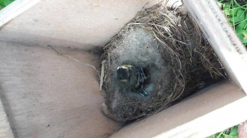 Некто разорил гнезда и убил птенцов в парке Академия в Никосии (фото): фото 2