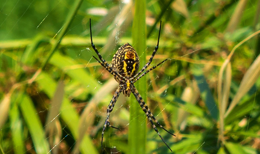 Аргиопа — кипрский ядовитый паук-оса: фото 16
