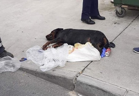 Шок! Житель Кипра выкинул в мусорный бак окровавленную собаку: фото 2
