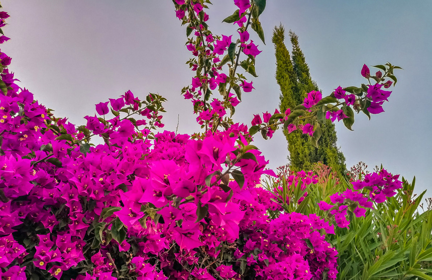 Потрясающее зрелище - цветущая бугенвиллия на Кипре: фото 11