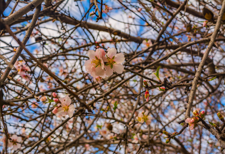 Цветение миндаля на Кипре — признак наступающей весны! : фото 22