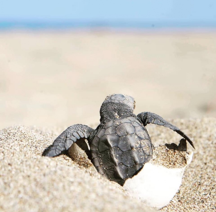 Дождались! На пляже Лара на полуострове Акамас вылупились первые черепашки в 2019 году: фото 7