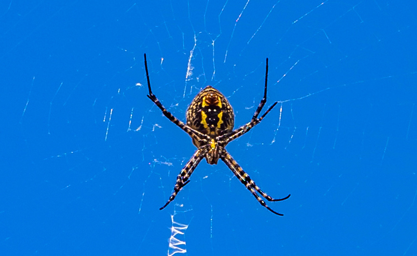 Аргиопа — кипрский ядовитый паук-оса: фото 11