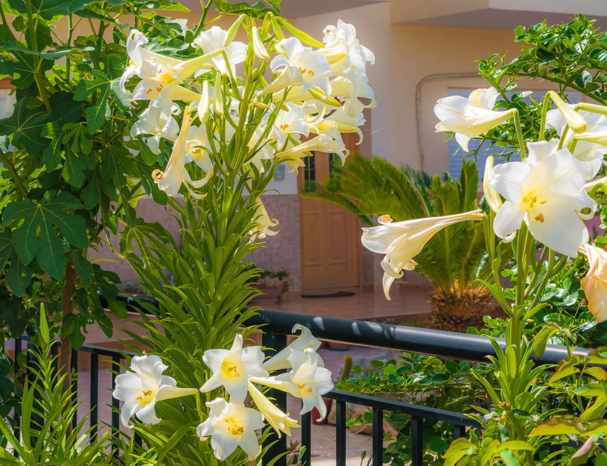 Божественная нежность: на Кипре зацвели прекрасные лилии: фото 6