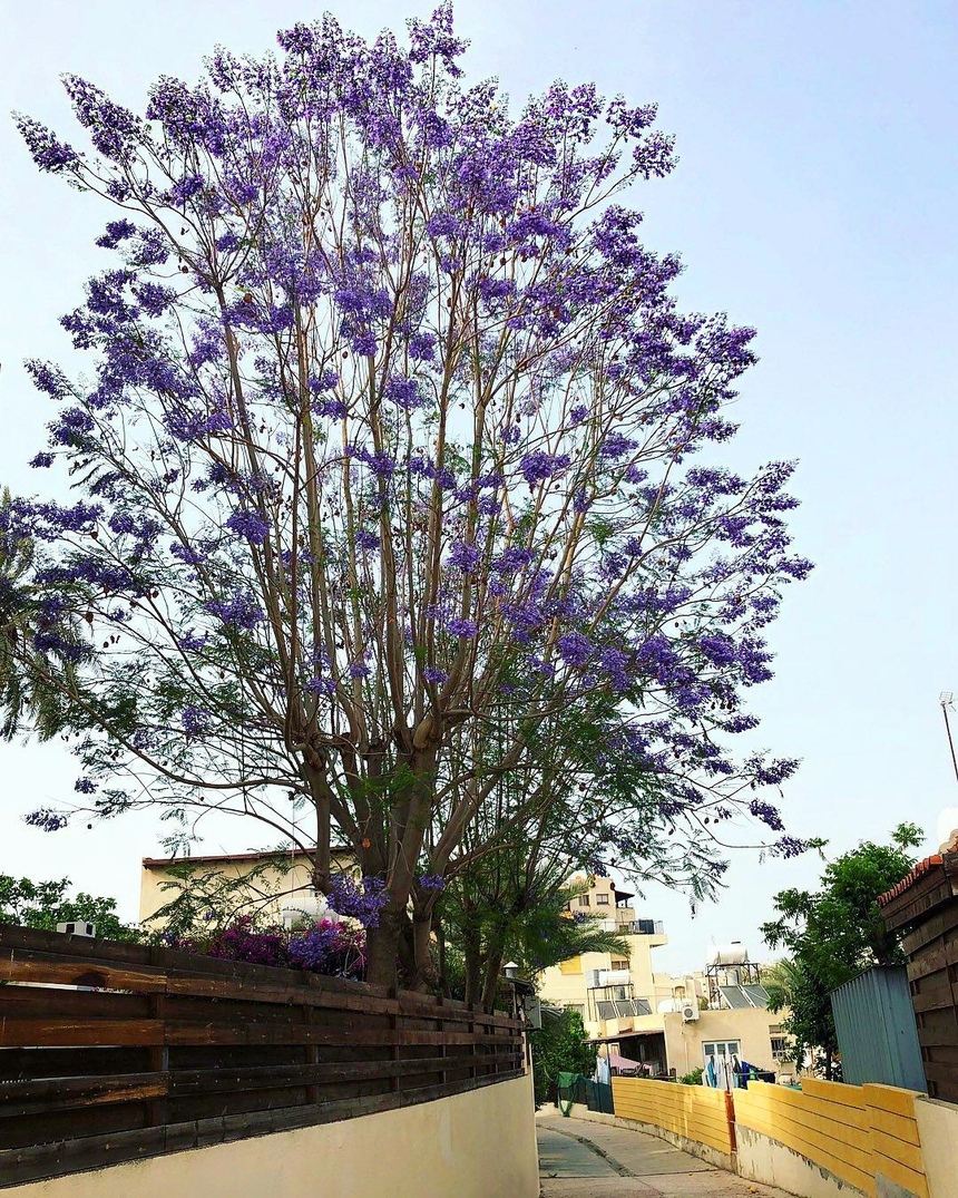 Безудержные колокольчики: весной на Кипре цветет жакаранда: фото 12
