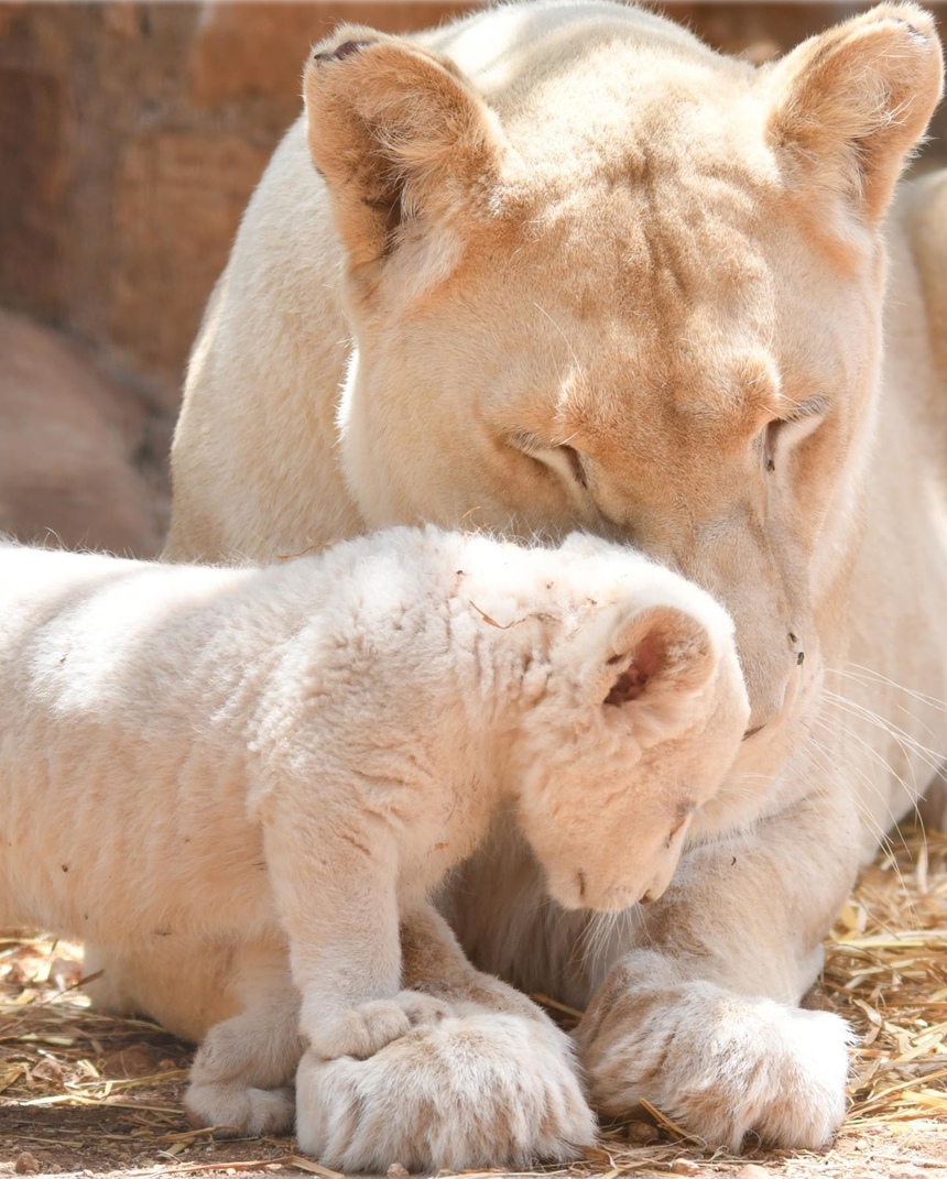 Зоопарк Пафоса объявил результаты конкурса на лучшие имена для львят: фото 3