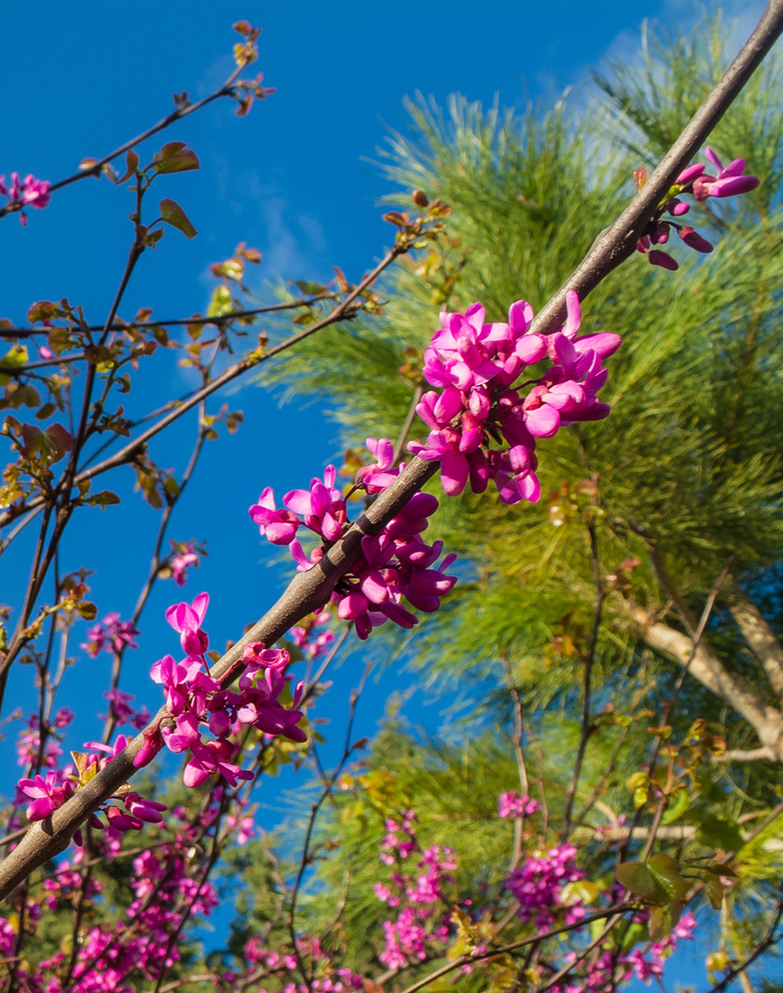 На Кипре покрылось цветами волшебное Иудино дерево!: фото 10