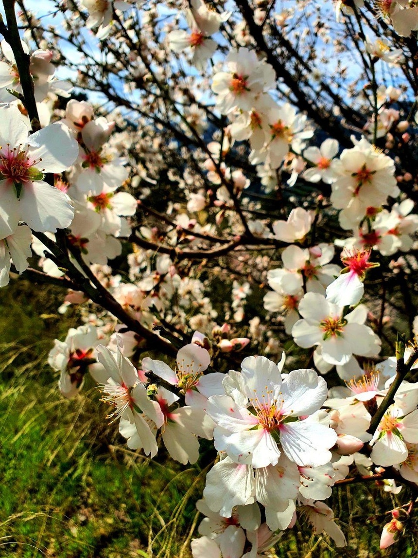 На Кипре в разгаре волшебное и фантастически красивое время цветения миндаля: фото 28