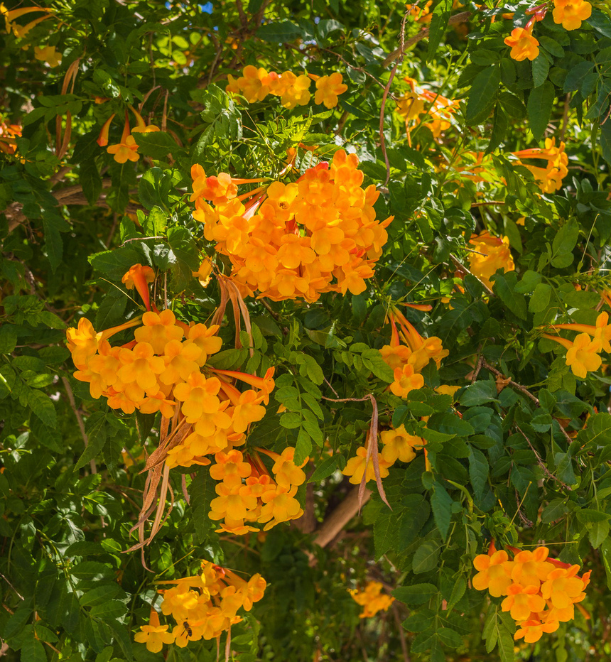 На Кипре цветет кампсис!: фото 23
