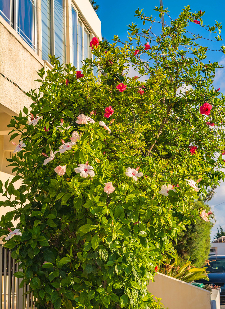 Красочные цветущие кипрские гибискусы : фото 4