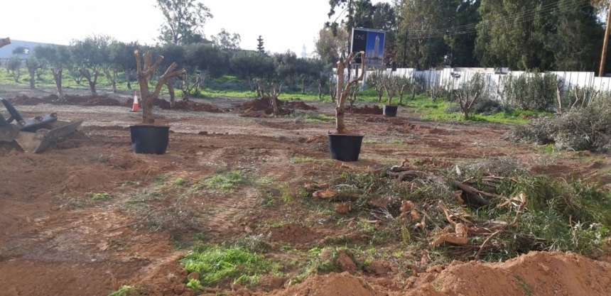 Строительство новой высотки в Лимассоле началось с вырубки оливковой рощи (Фото): фото 5