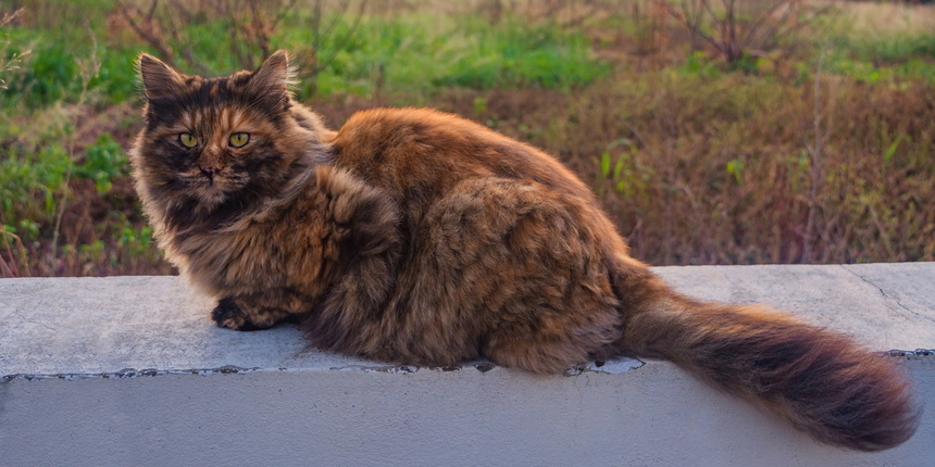 Пушистое чудо: кипрские кошки, которые не оставят равнодушным абсолютно никого!: фото 4