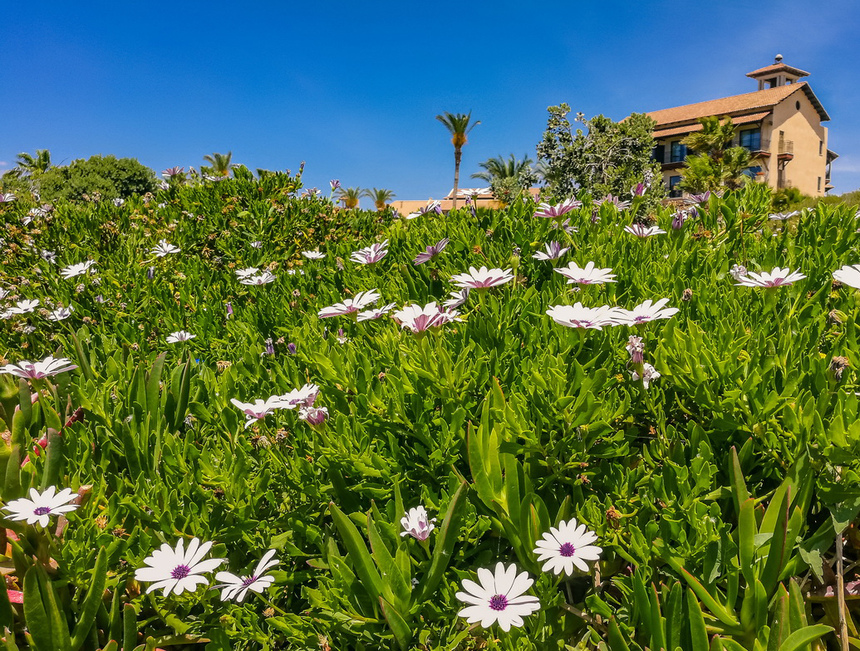 Диморфотека на Кипре: мечта ленивого садовода с глянцевыми лепестками: фото 21