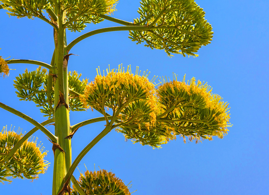 Агава — чрезвычайно полезное и уникальное кипрское растение: фото 44