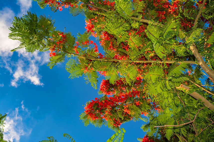 Делоникс королевский — прекасное цветущее дерево на Кипре: фото 7