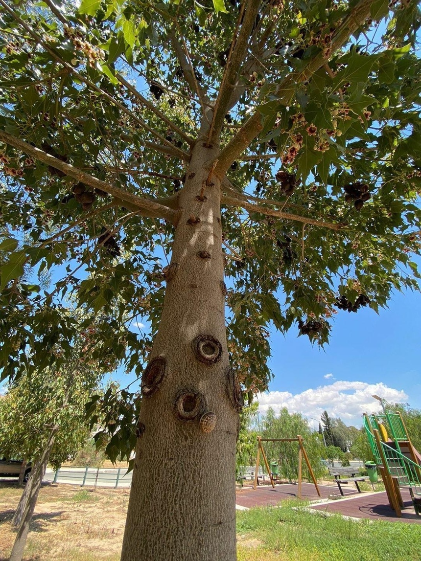 Брахихитон — знаменитое бутылочное дерево на Кипре: фото 6