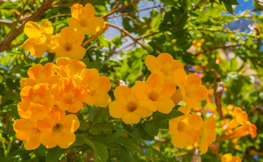 На Кипре цветет кампсис!: фото 17