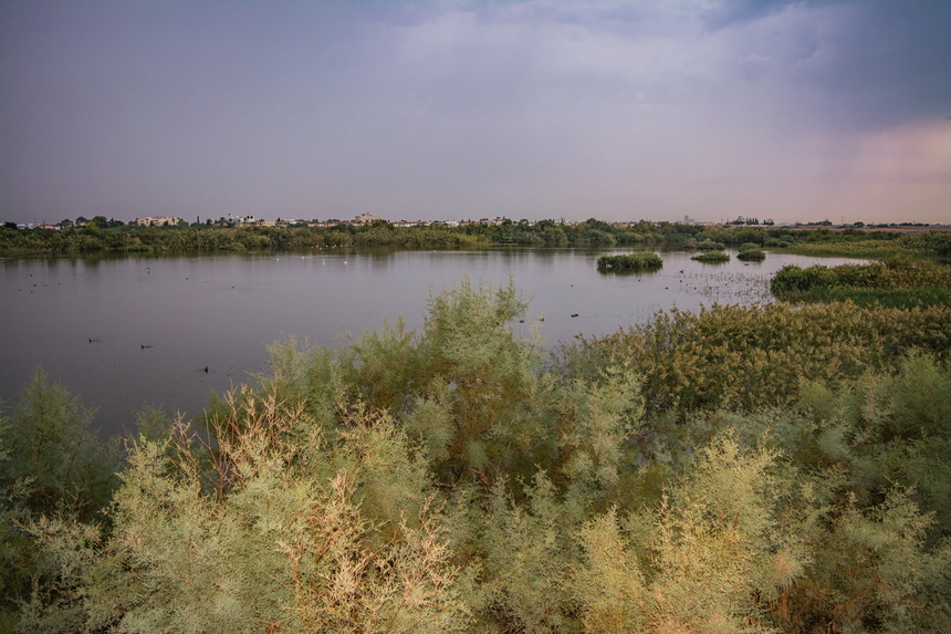 Озеро Ороклини - фантастическая охраняемая природная зона на Кипре и место для наблюдения за птицами : фото 7