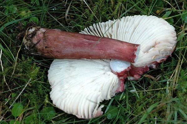 ядовитые грибы Кипра