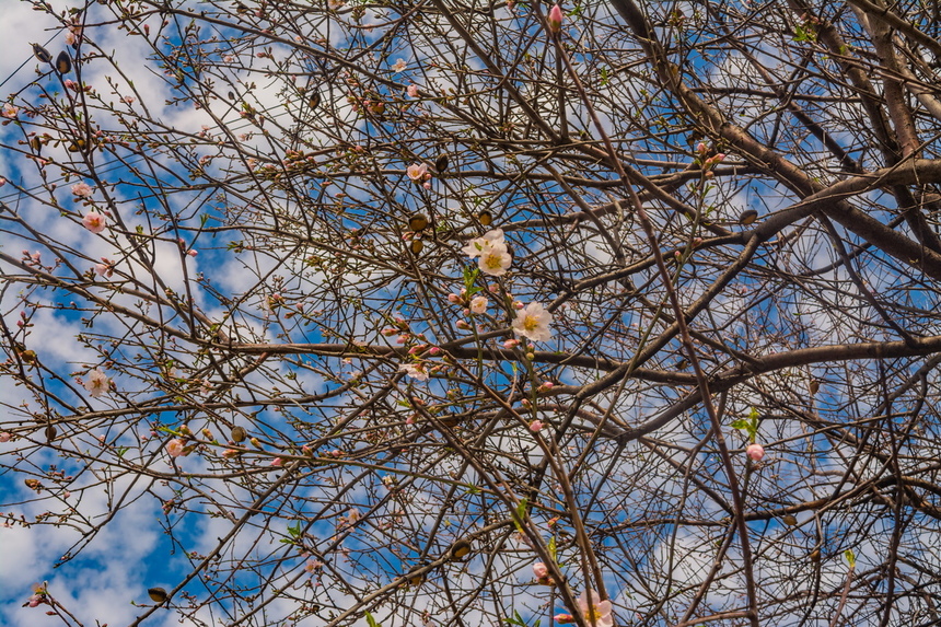 Цветение миндаля на Кипре — признак наступающей весны! : фото 18