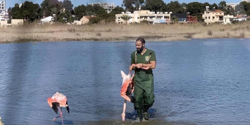 На Кипре массово гибнут розовые фламинго. Слабонервным не смотреть: фото 11