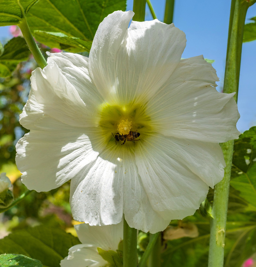 Штокроза — королева кипрских цветников!: фото 18