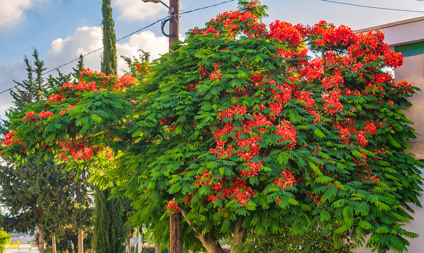 Делоникс королевский — прекасное цветущее дерево на Кипре: фото 8