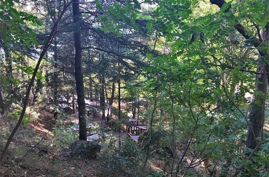 Лесная зона для пикника в кипрской деревушке Агридия - отличное место для отдыха на природе!: фото 2